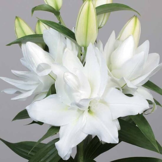 Chardonnay (Austrumu lilijas)